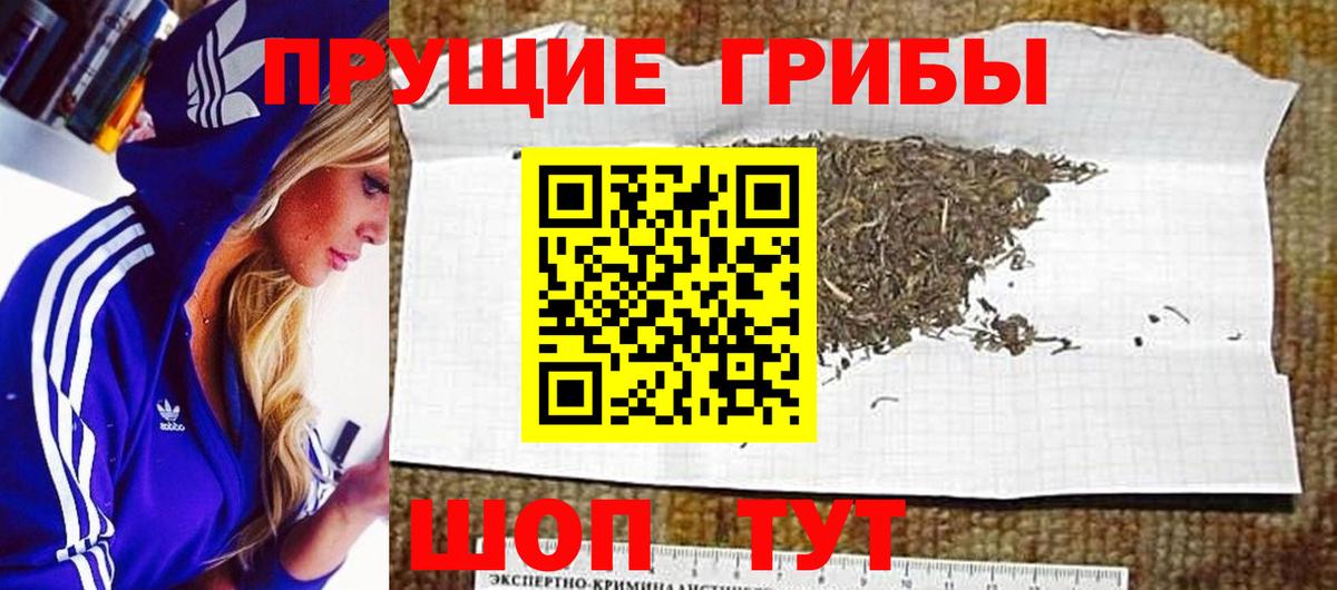 Богданович  Псилоцибиновые грибы MAGIC MUSHROOMS  Вход с VPN 